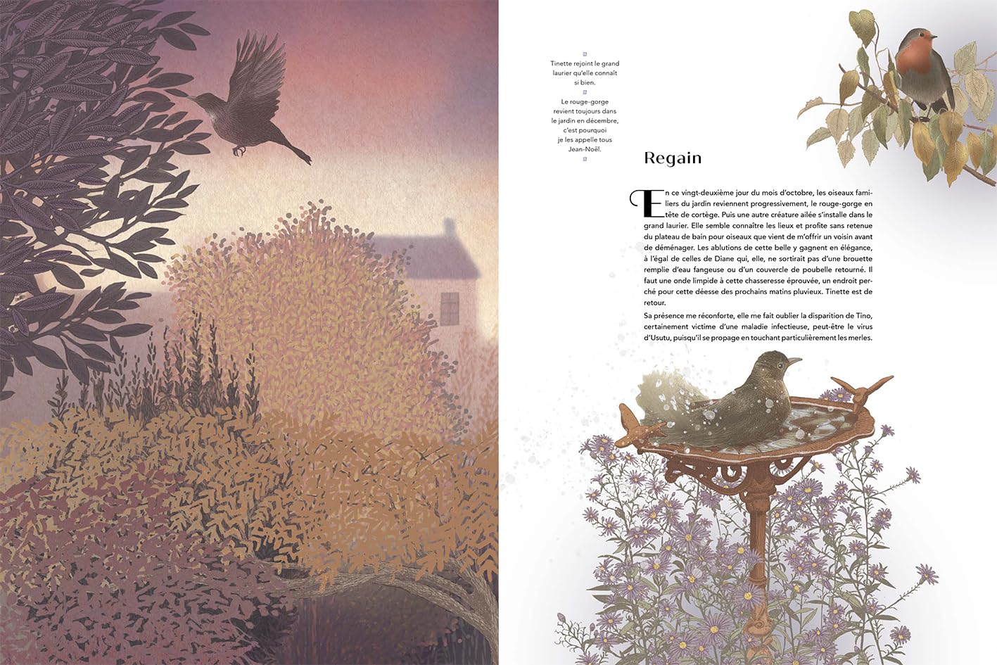 Tino, un merle au jardin