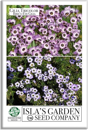Gilia Semillas de flores de ojo de pájaro para plantar, más de 2500 semillas de flores por paquete, semillas de jardín de Isla (semillas de jardín