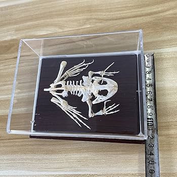 Amazon.co.jp: 本物のウシガエルの骨格モデル - カエルの頭蓋骨