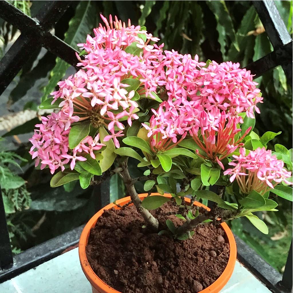myBageecha - Dwarf Pink Ixora Live Plant Outdoor Low Maintenance Easy to Maintain Small Balcony Garden with Pot (B0B5LJ8DRZ) Amazon Price History, Amazon Price Tracker