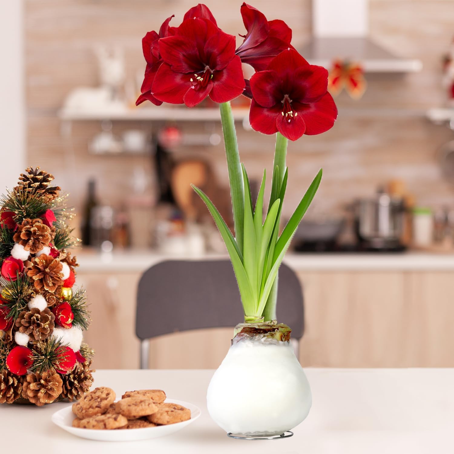 Bulbi di Amaryllis Cera Bianco-Rosso