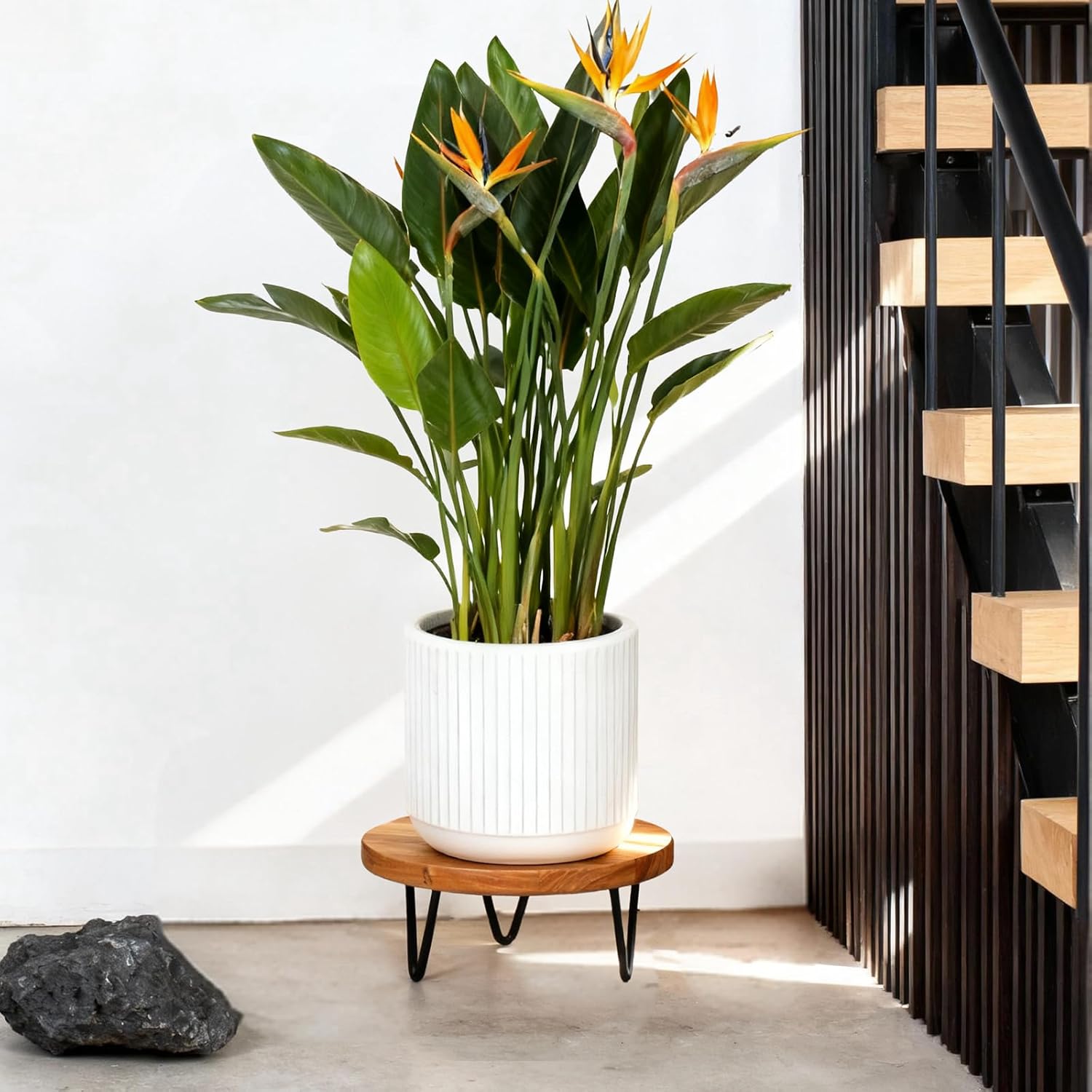 Wood Plant Stand, Wooden Round Plant Stand for Indoor Plants, Modern Plant Holder for Succulent Plant Nursery Pot Flower Pot (S+M+L)