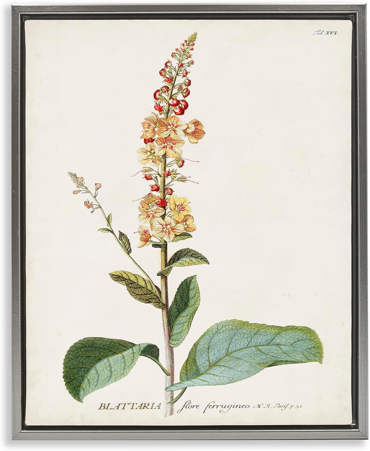 Stupell Industries 'Scientific Botanical Plant', Floating Frame Canvas Art, Gray, 17 x 21 Inches, Easy to Hang and Sturdy, Made in USA, by Unknown Artist