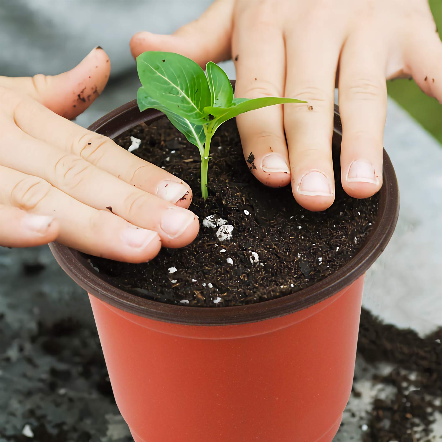 Augshy 150 macetas de plástico de 4 pulgadas para plantas de vivero, macetas de inicio de semillas para trasplante de corte de plántulas suculentas