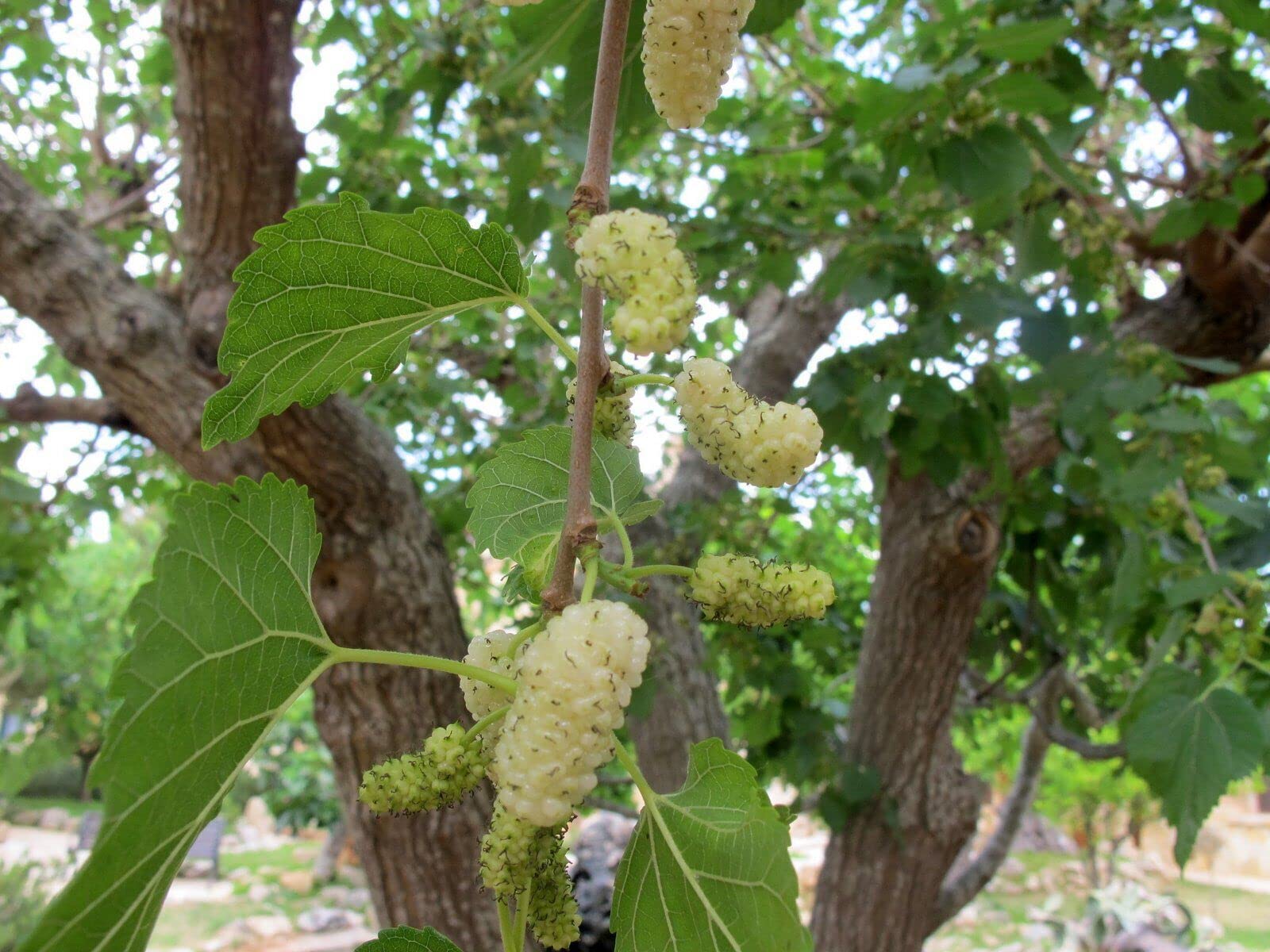 Gelso Bianco "Morus Alba" pianta da frutta in alveolo h 100/120 cm Vivaio di Castelletto