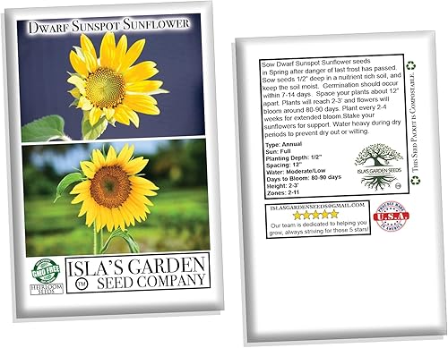 Miniatura 7 de Semillas de girasol de manchas solares enanas (Helianthus annuus)  Más de 25 semillas de reliquia sin OMG de Isla's Garden Seeds, flores compactas y