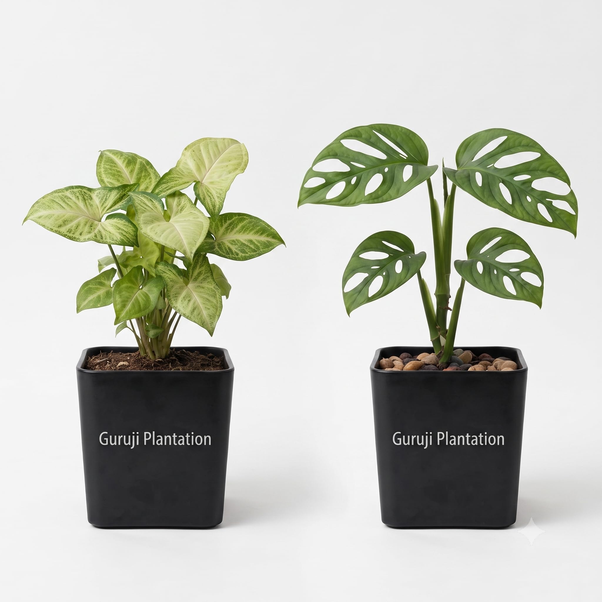 Guruji Plantation Set of 2 Selected Live Syngonium, Monstera Deliciosa Combo – Natural Decorative Plants for Home & Balcony Décor with Pots-image-6