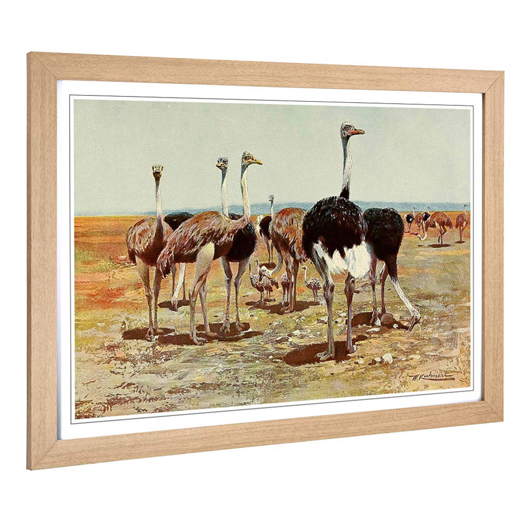 Big Box Art Framed Print of Vintage W Kuhnert Somali Ostrich Design | Wall Art Picture | Home Decor for Kitchen, Living Room, Bedroom, Hallway, Oak, A2 / 24.5x18 Inch / 62x45cm