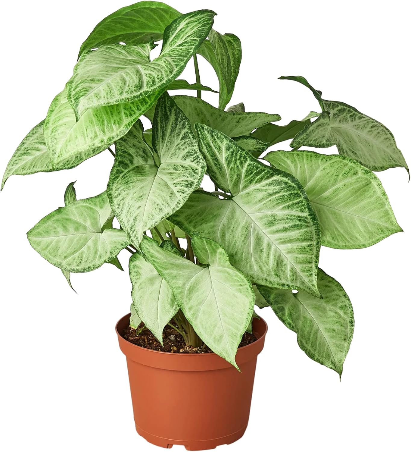 HOUSE PLANT SHOP |Syngonium 'White Butterfly' - Pot | Live Indoor Plant | Easy to Care | Natural Décor Plant | Great Gifts| Free Care Guide