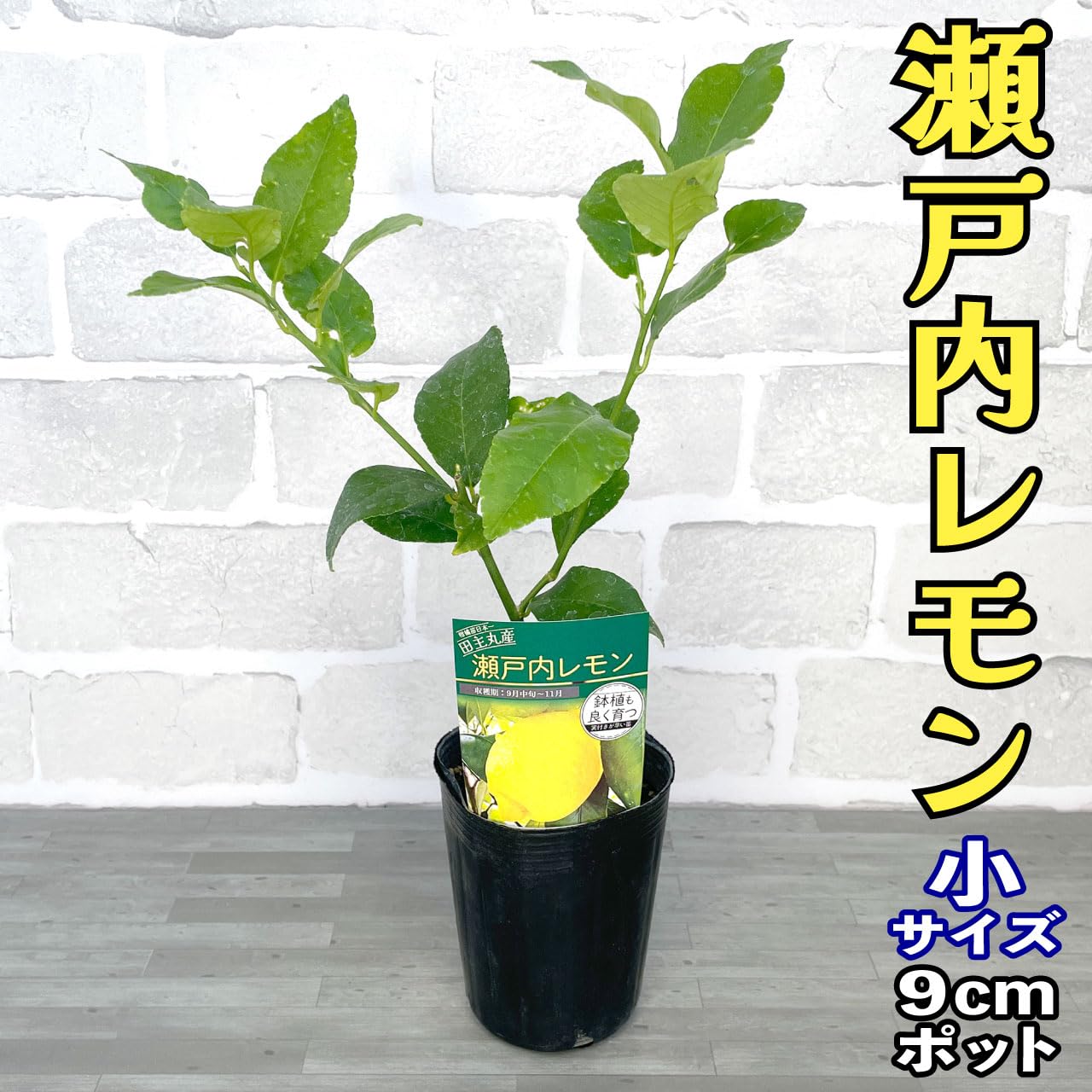 Amazon.co.jp: レモン 苗木 瀬戸内レモン 9cmポット 3号 【ベランダで
