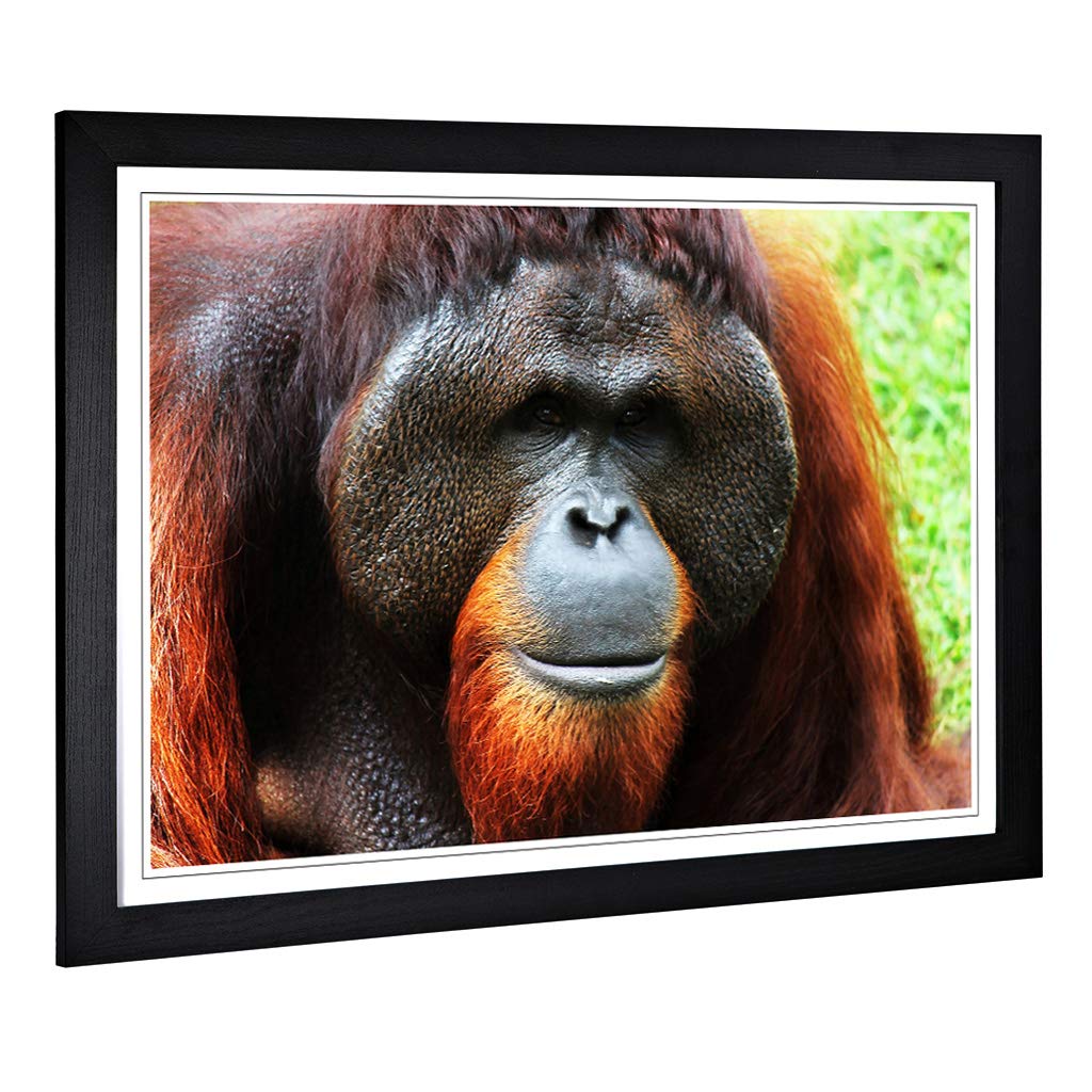 Big Box Art Framed Print of Orangutan Monkey Design | Wall Art Picture | Home Decor for Kitchen, Living, Dining Room, Lounge, Bedroom, Hallway, Office, Black, A2 / 24.5x18 Inch / 62x45cm