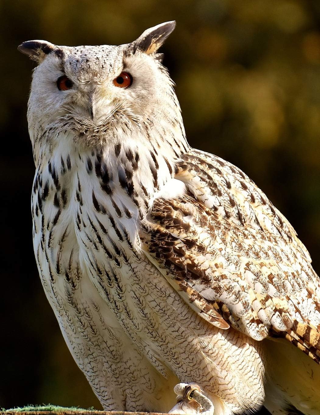 Notebook: Real Snowy Owl Photo Cover on Notebook - Perfect for Owl or Bird Lovers to Use as Notebook Journal or Diary - Large 8.5"x11" Size with 100 College Ruled Lined Pages