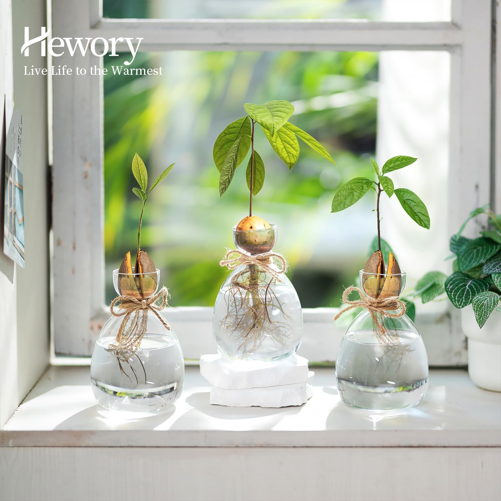 Hewory Lot de 3 vases à avocat en verre : lot de 3 vases en forme de gland - Kit de culture de graines d'avocat - Cadeaux de propagation pour les amateurs de plantes