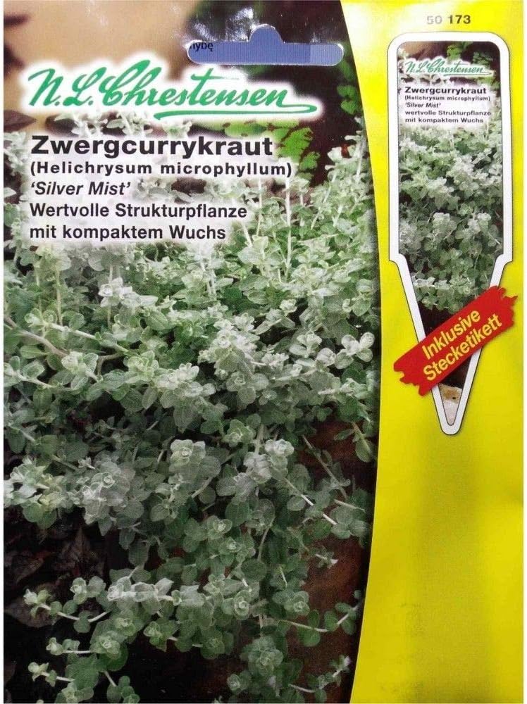 Portal Cool Licorice Plant (Helichrysum MicrophyllumMist) 8 (#1862)