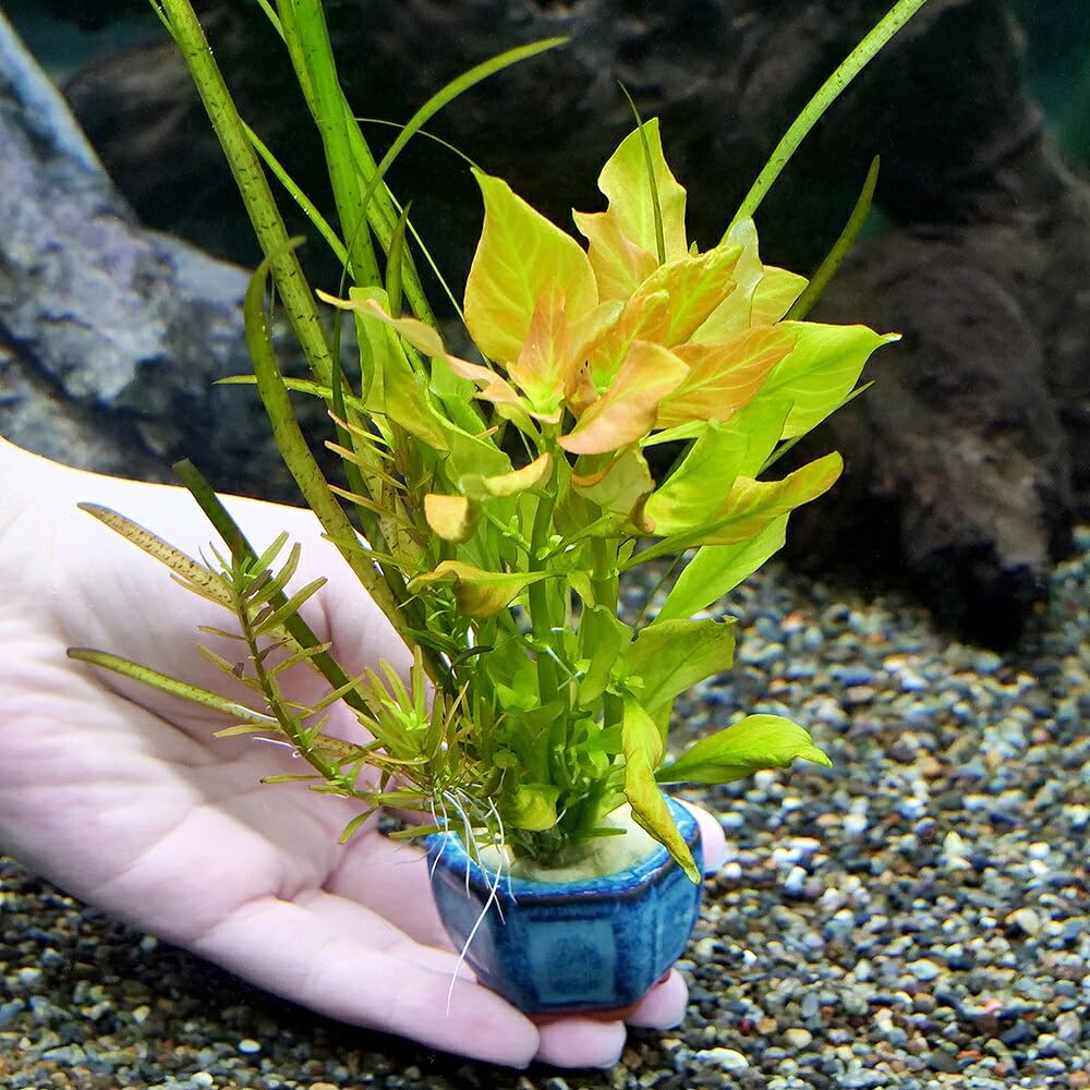 Amazon.co.jp: （水草）豆鉢入り 寄せ植えミックス（水中葉