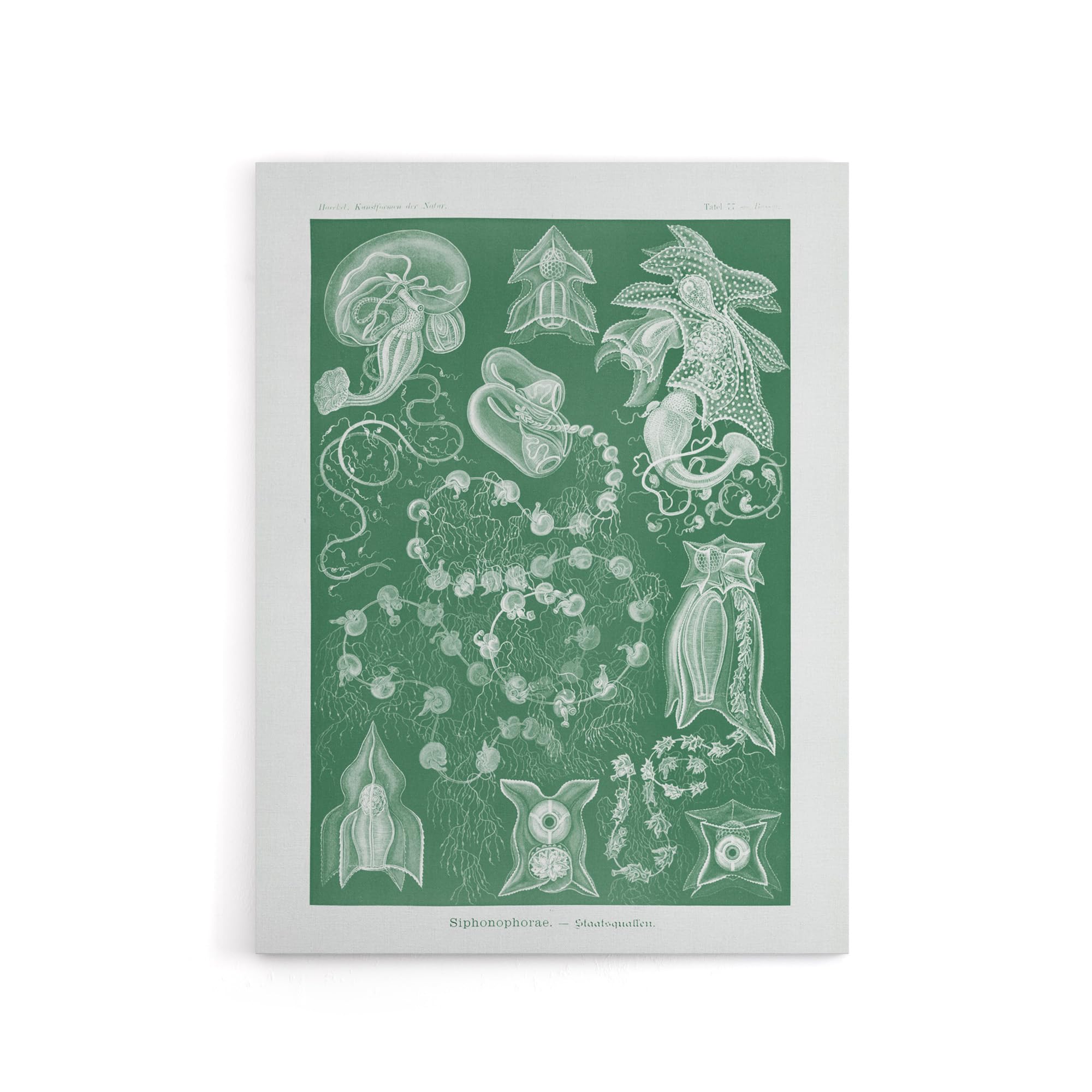 Artery8 Siphonophorae Vintage Marine Canvas Wall Art Print 12X16 Artwork By Haeckel : Detailed Jellyfish Artwork Perfect For Study Or Hallway Adding Marine Elegance And Gentle Rhythm