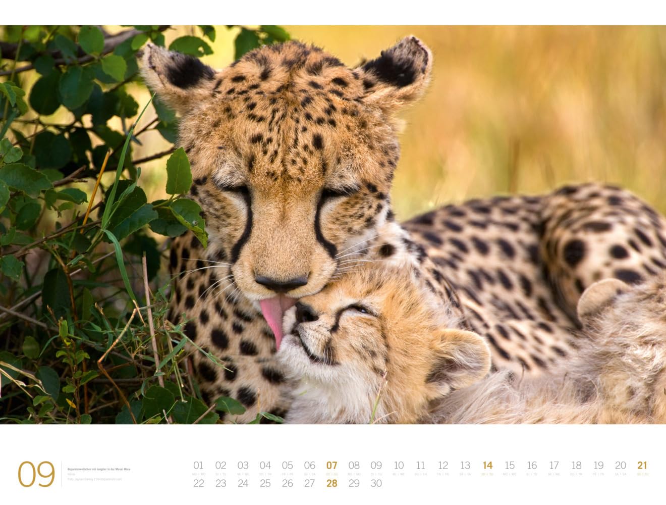 Afrika - Ackermann Gallery Kalender 2025, Wandkalender im Querformat (66x50 cm) - Großformat-Kalender / Hochwertiger Panorama-Kalender Tiere und Natur