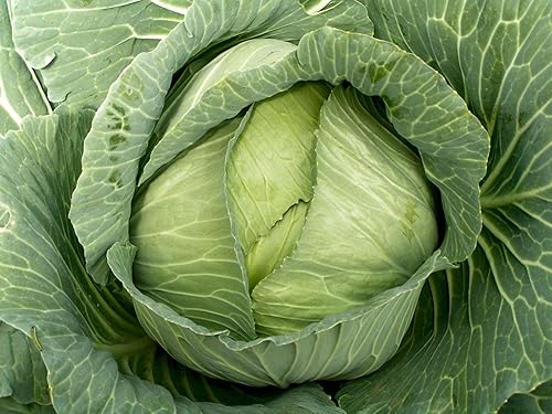 500 semillas de col holandesa plana tardía, reliquia, sin OMG, semillas siempre frescas. Semillas de siembra para huerto doméstico