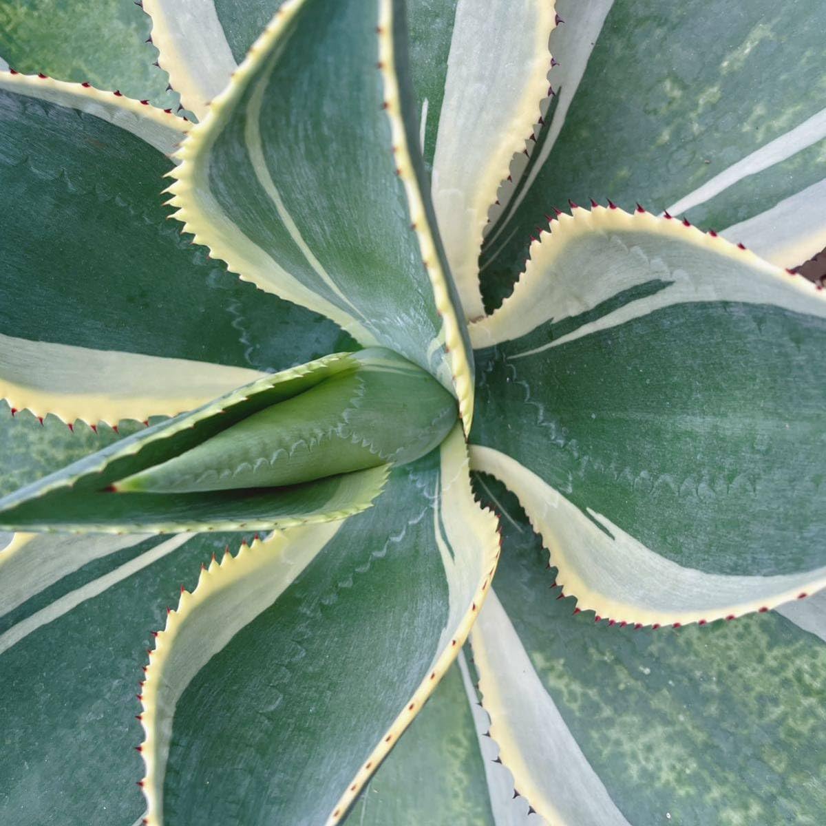 Amazon.co.jp: 多肉植物 アガベ セルシー錦 大型大株 品種レア 10号 03