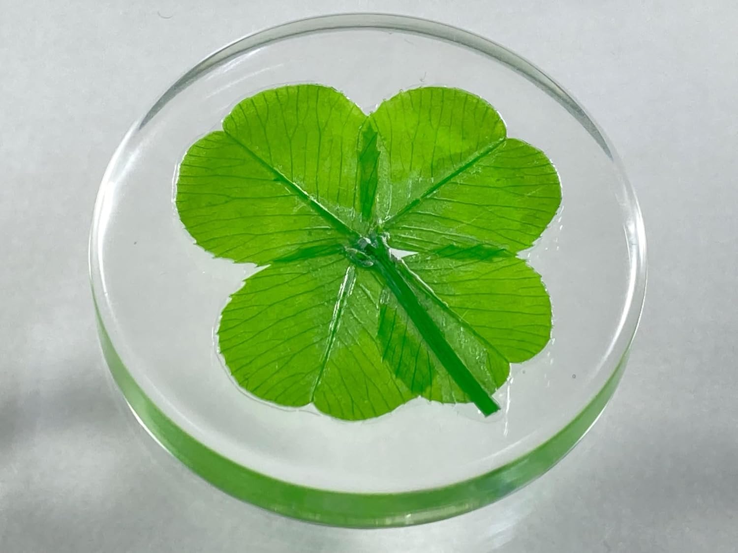 Real Four Leaf Clover Good Luck Pocket Token, Preserved, Preserved-Flowers, 1.25” - Image 6