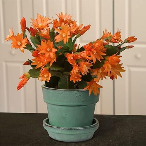 Miniatura 6 de CHUXAY GARDEN Planta de cactus de Navidad naranja, 10 semillas, planta con flores Schlumbergera, perfecta para colgar cestas y contenedores,