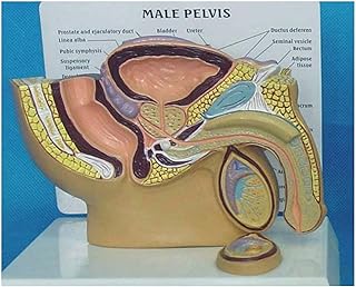 Study Model Male Genital Urinary System Model - Human Anatomical Male Genital Pelvic Cavity Urinary System Model Human Organ Model Anatomy Model For Medical Educational Training Aid (Color : A) SaiFei