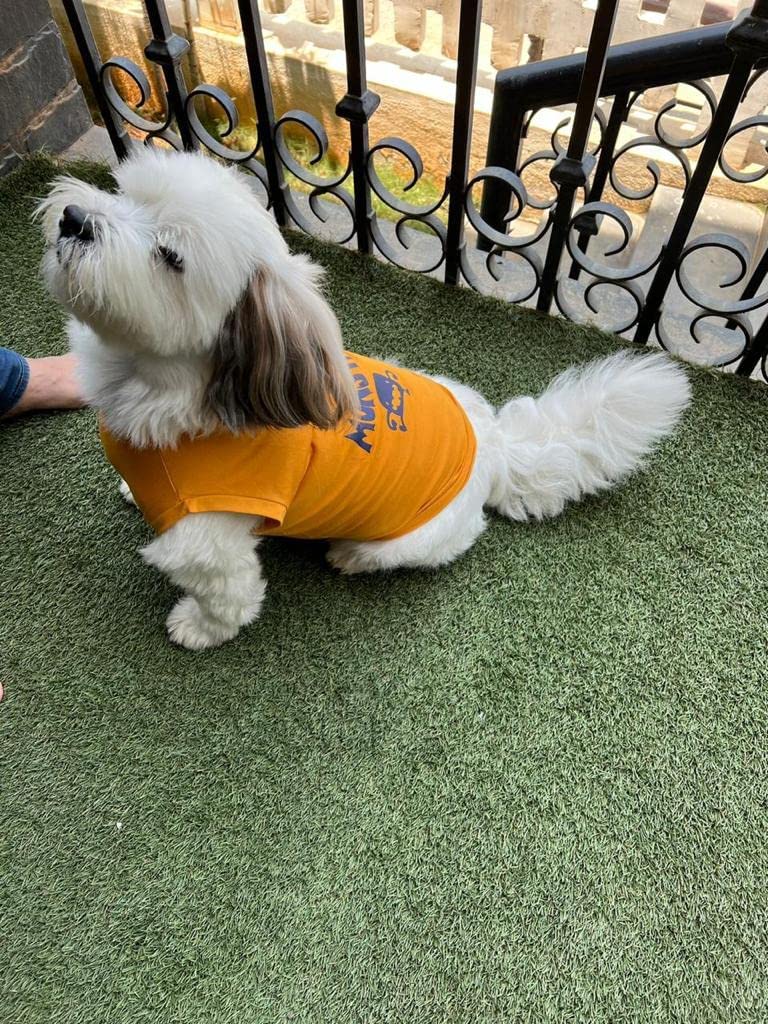 Golden Tails Cotton Printed T-Shirts for Dogs and Cats Grey & Mustard XXXL 24" (Pack of 2) 4