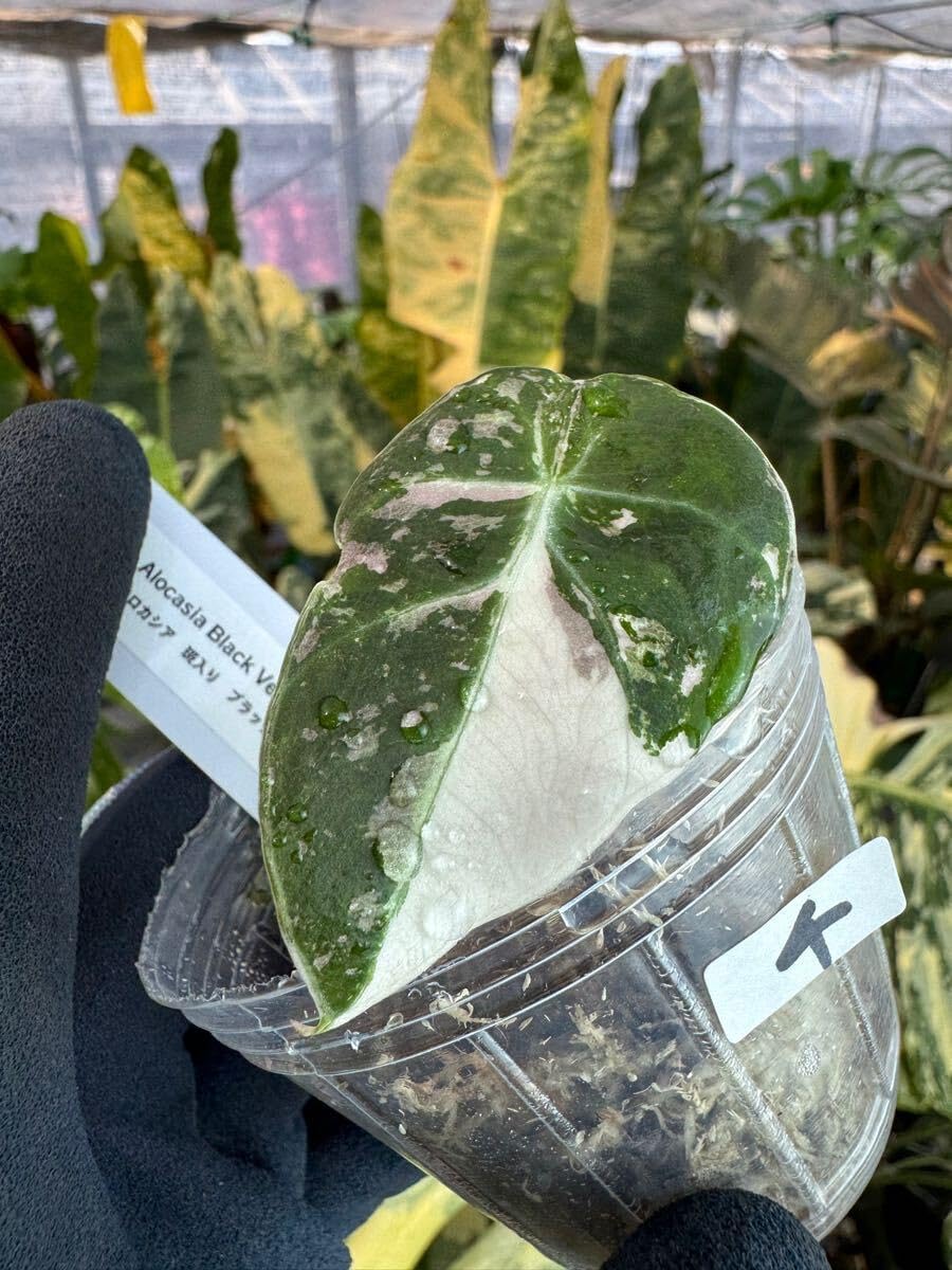 4 アロカシア ブラックベルベット ピンク斑入り 組織培養苗 順化済 4