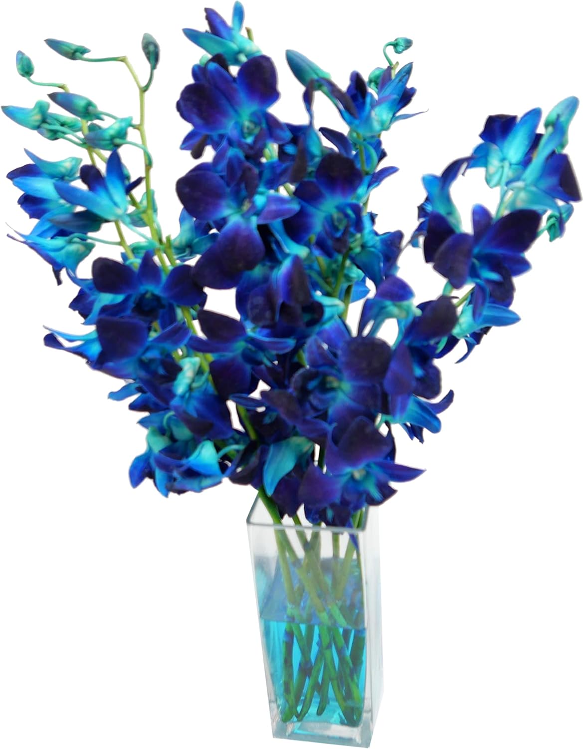 Athena's Garden Fresh Dyed Blue Cut Orchids Bunch 10 Stems