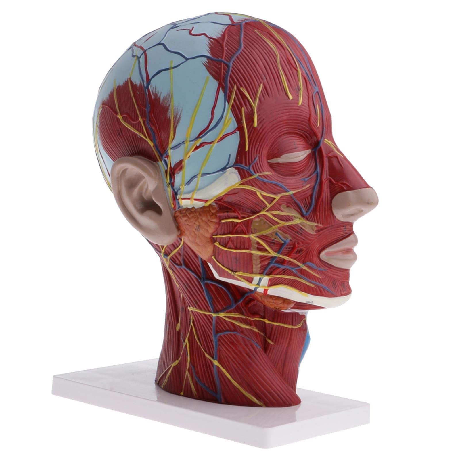 Modelo de anatomía de cabeza y cuello humano 1:1 | Musculatura detallada y estructuras neurovasculares | Modelo de demostración de enseñanza de tamaño real | Material | Ideal para