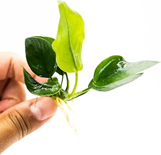 Anubias Barteri Nana - Live Aquarium Plant, Perfect for Nano Tanks, Terrariums, Easy Maintenance, Freshwater Aquascaping, 1