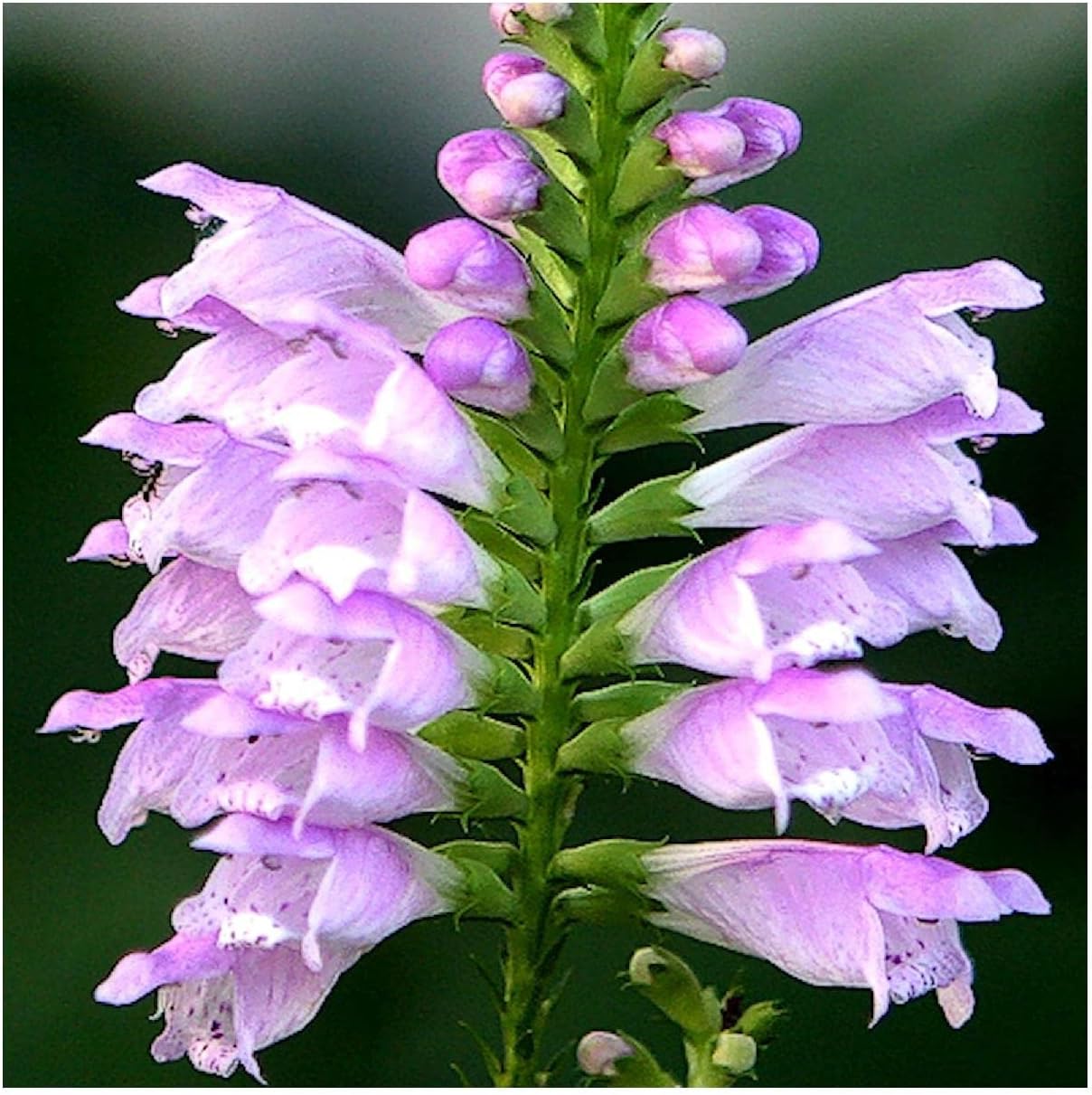 Everwilde Farms - 1 Oz Obedient Plant Native Wildflower Seeds - Gold Vault