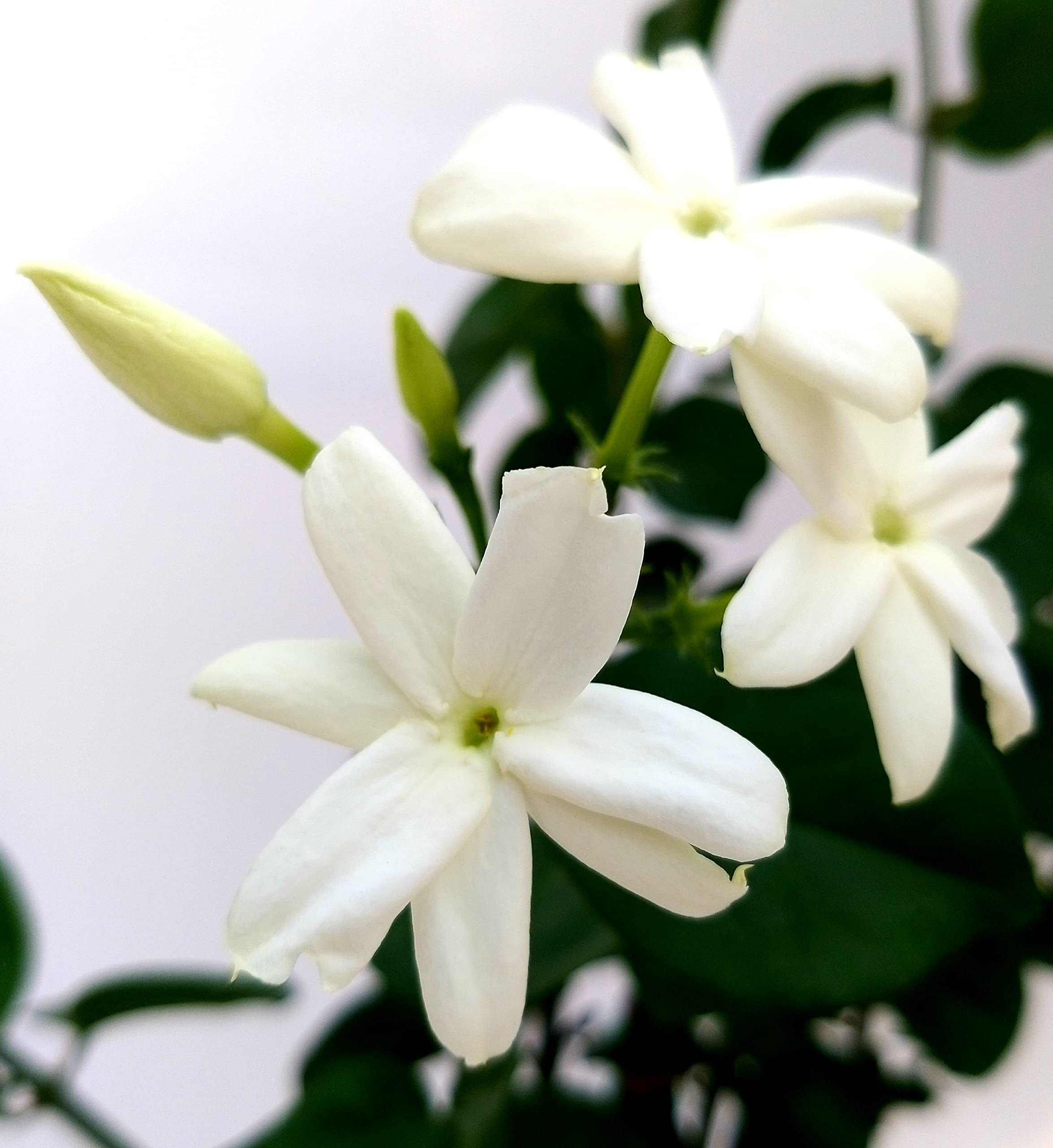 POWERS TO FLOWERS - GELSOMINO SAMBAC, JASMINUM, 2 PIANTE, vaso 19cm, pianta vera
