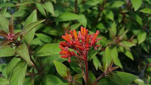 Miniatura 4 de Firefly - Arbusto de fuego rojo escarlata enano, Hamelia Patens cv, planta arbustiva viva, flor naranja amarilla, Emerald Goddess Gardens - Starter