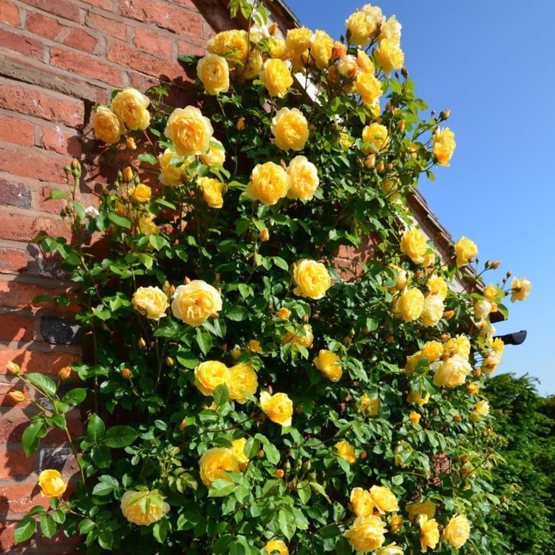 Amazon.com : Lemon Yellow Rose Bush Plant Live Shrub Rebloomers ...