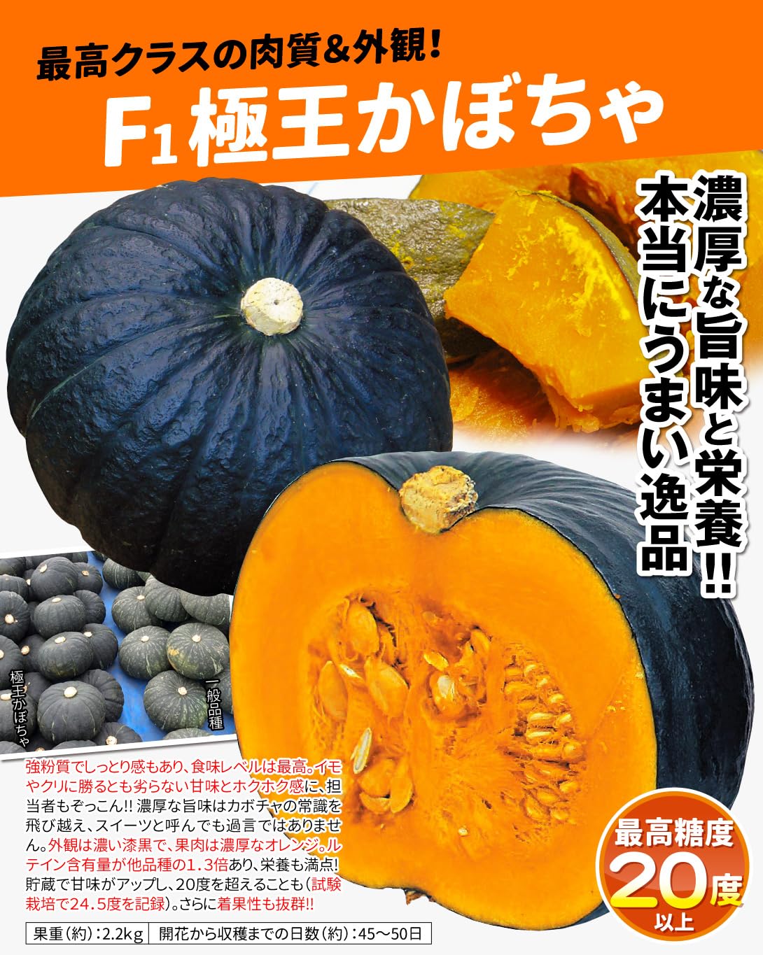 Amazon.co.jp: 種 野菜たね カボチャ F1極王かぼちゃ 1袋（10粒） / 国