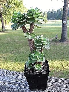 Portal Cool Seeds Package: 100Pcs Portulaca Molokiniensis Bonsai Portulaca Grandiflora Flower DIY Seeds Pot