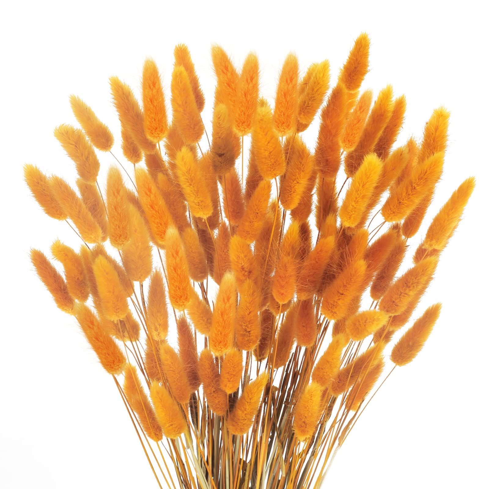 120Pcs Bunny Tails Dried Flowers Orange Bunny Tails Pampas Grass Decor