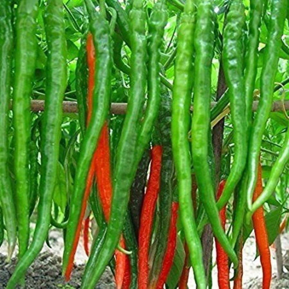 PLANTOGALLERY Vegetable Seeds | Green Chilli Hot Pepper F1 Hybrid Seeds For Home Gardening (80 seeds pack) (B09BG19LJQ) Amazon Price History, Amazon Price Tracker