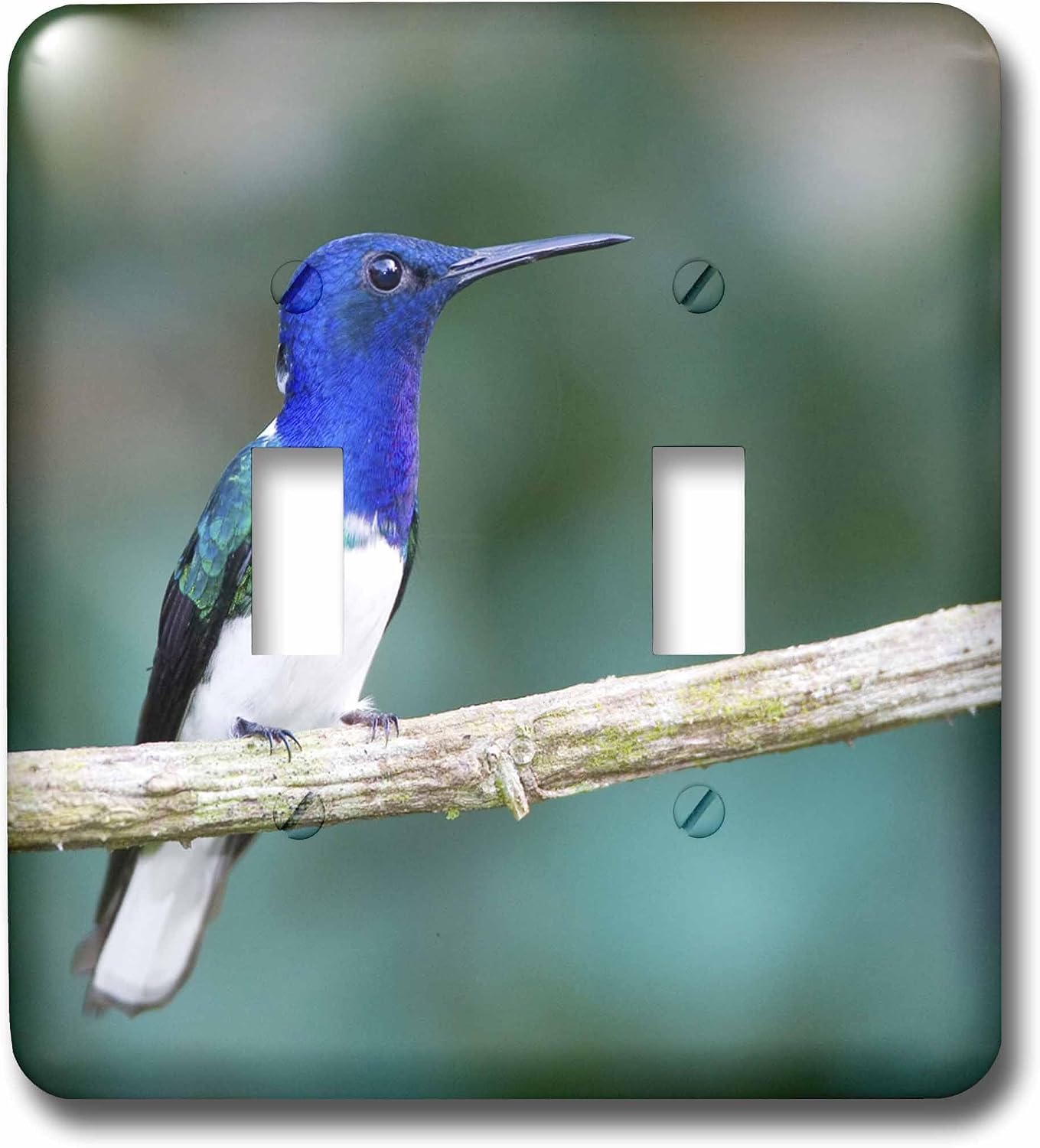 3dRose LLC lsp_86892_6 Panama Canal, Snowybellied Hummingbird Sa15 Bja0010 Jaynes Gallery 2 Plug Outlet Cover