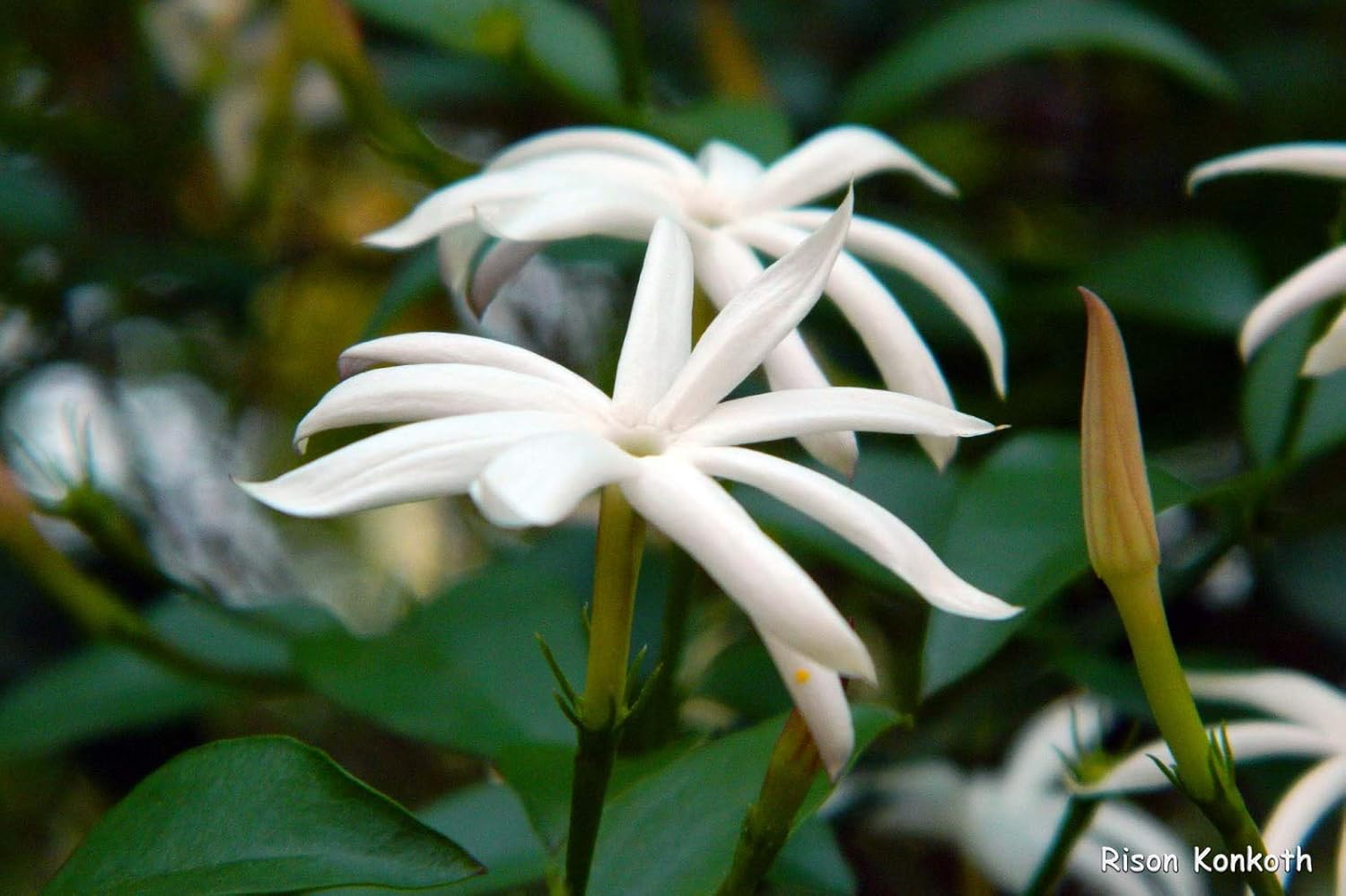 Kraft Seeds Jasmine Plant (Spanish Jasmine) Jasminum Officinale