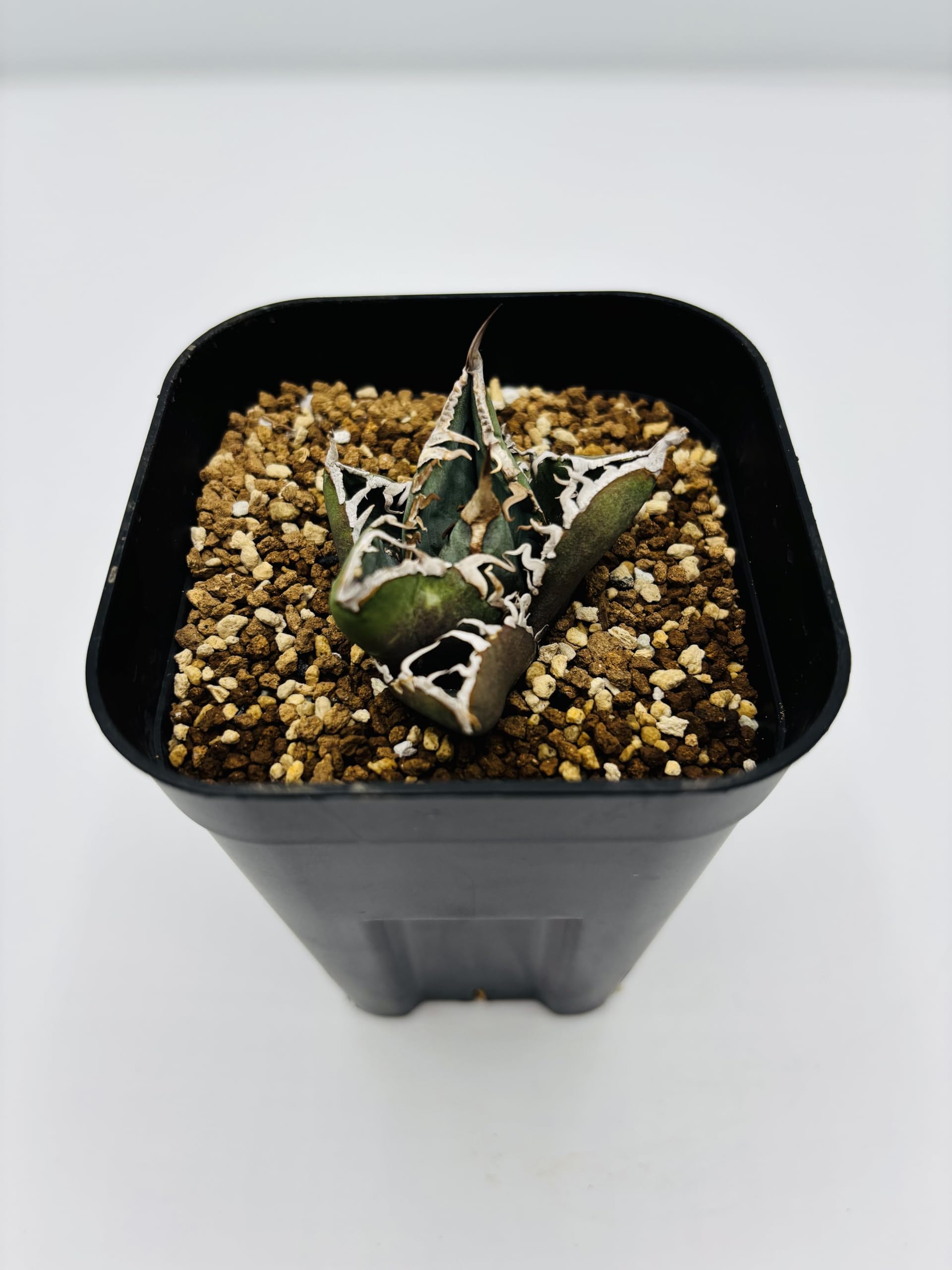 Amazon｜アガベ チタノタ SAD/Agave titanota 'South Africa Diamond