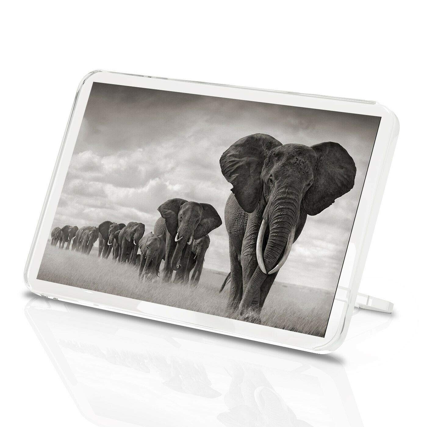 Destination Vinyl Magnets Multicolor Elephant Herd Classic Fridge Magnet - Safari Africa Zoo Animal Fun Gift #8955