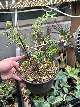 ブラック出品 センナメリディオナリス実生 センナメリディオナリス 実生 初めてセンナの花が咲きました