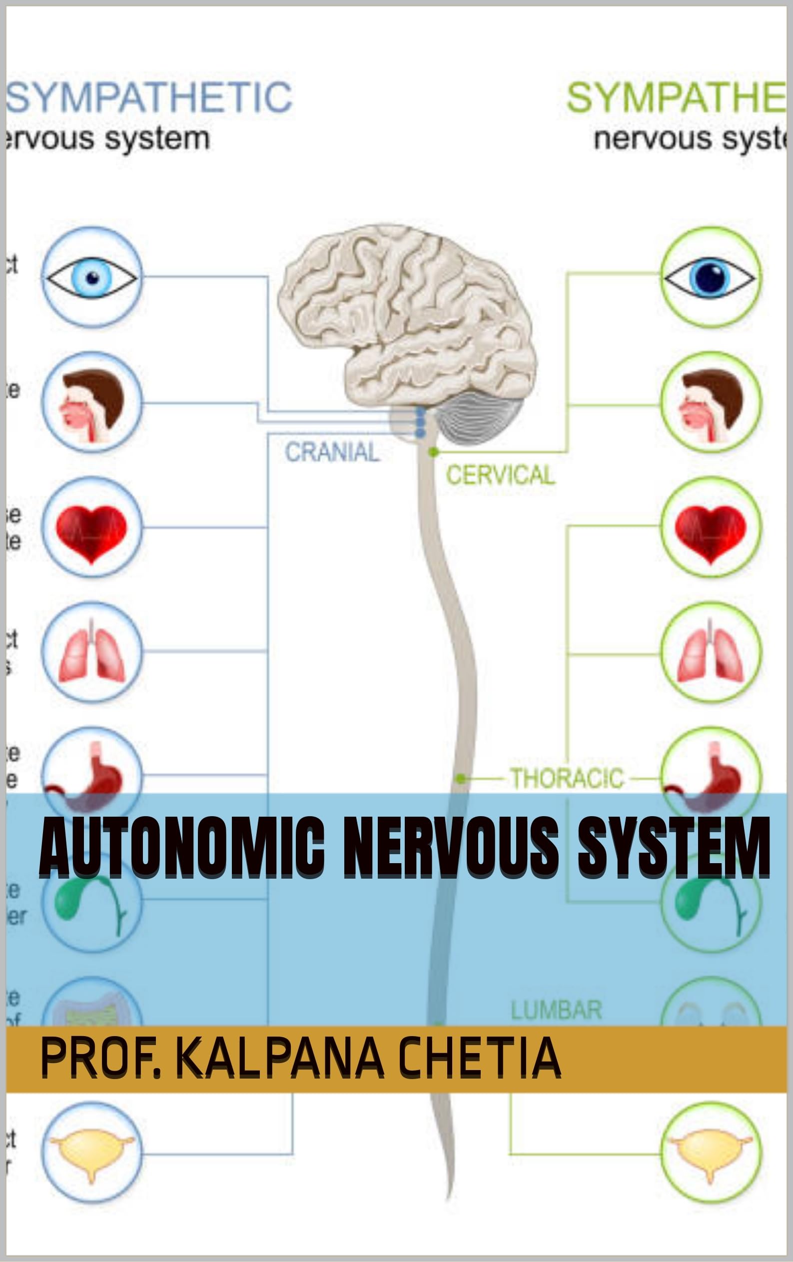 Autonomic nervous System