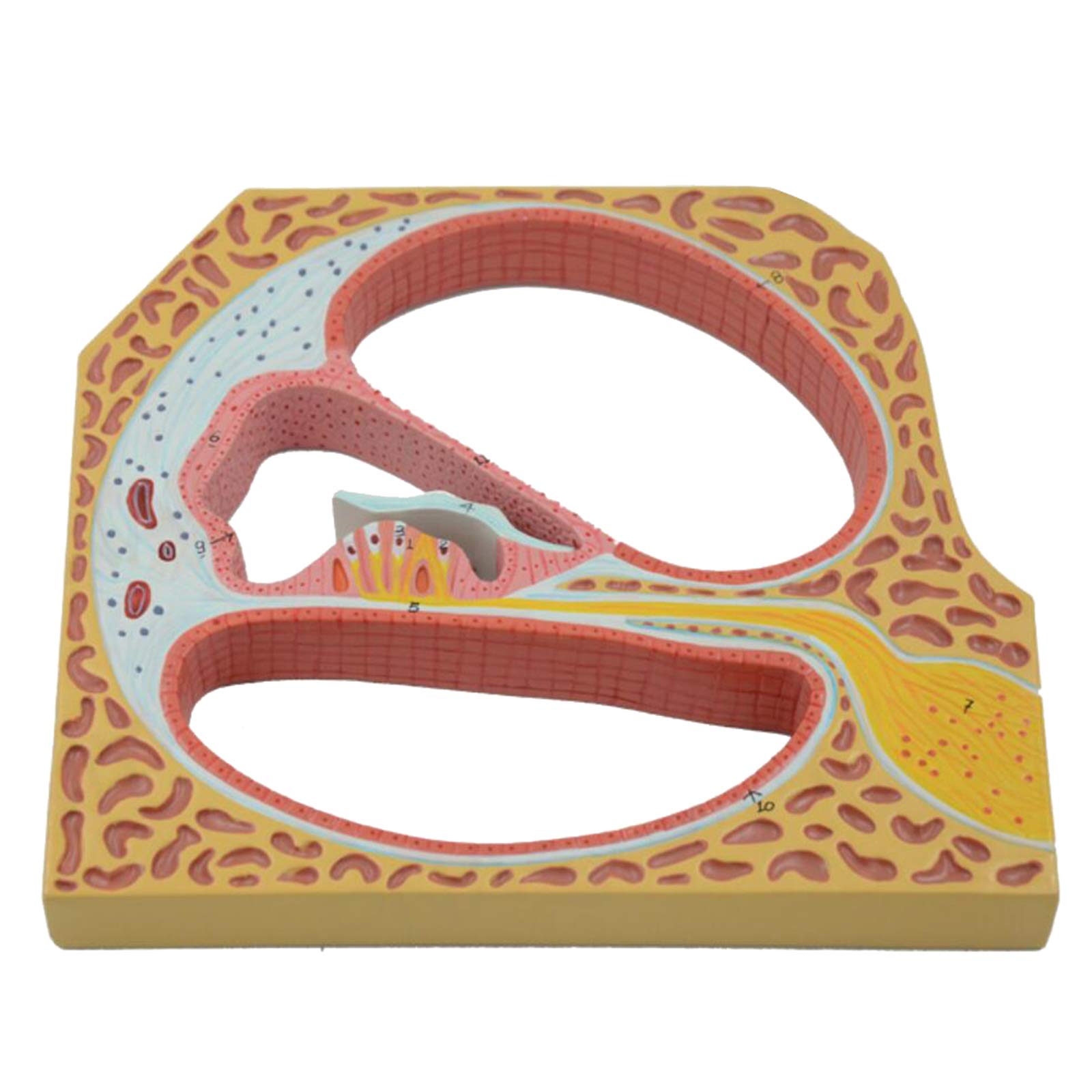 Cochlea Diagram Unlabeled Anatomy Of The Ear (without Text) Stock