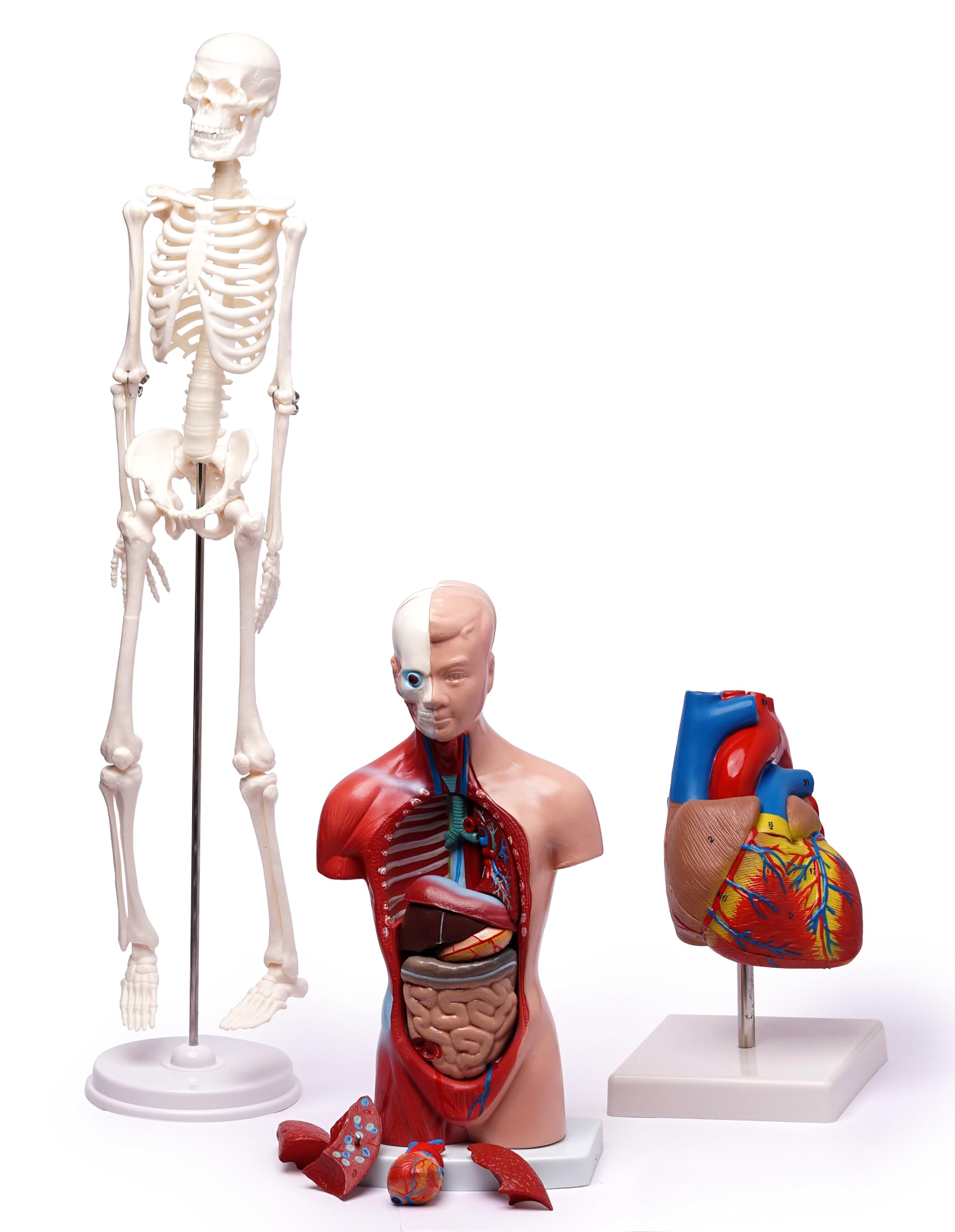 Myaskro® ✮ Mini Skeleton Model (45cm) ✮ Human Heart Model ✮ Human Torso Model (26cm) - Bundle Of 3 Premium Anatomical Models (B0CHPR4C7G) Amazon Price History, Amazon Price Tracker