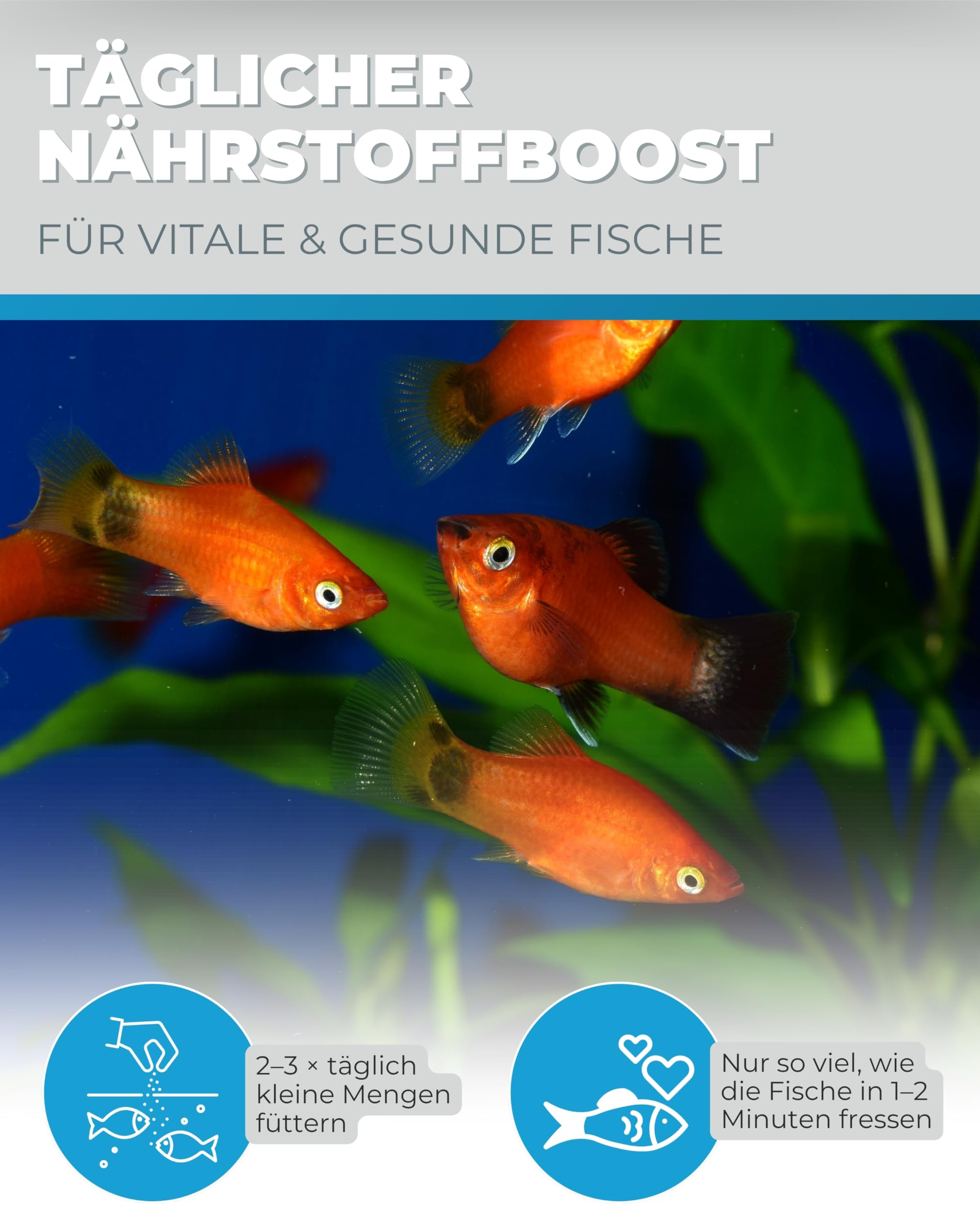 Dupla DuplaRin Granulat Colour S I 500 g I farbverstärkendes Granulatfutter für kleine Süß- und Meerwasserfische I Zierfischfutter für Intensive Farben & gutes Wachstum I nährstoffreiches Fischfutter