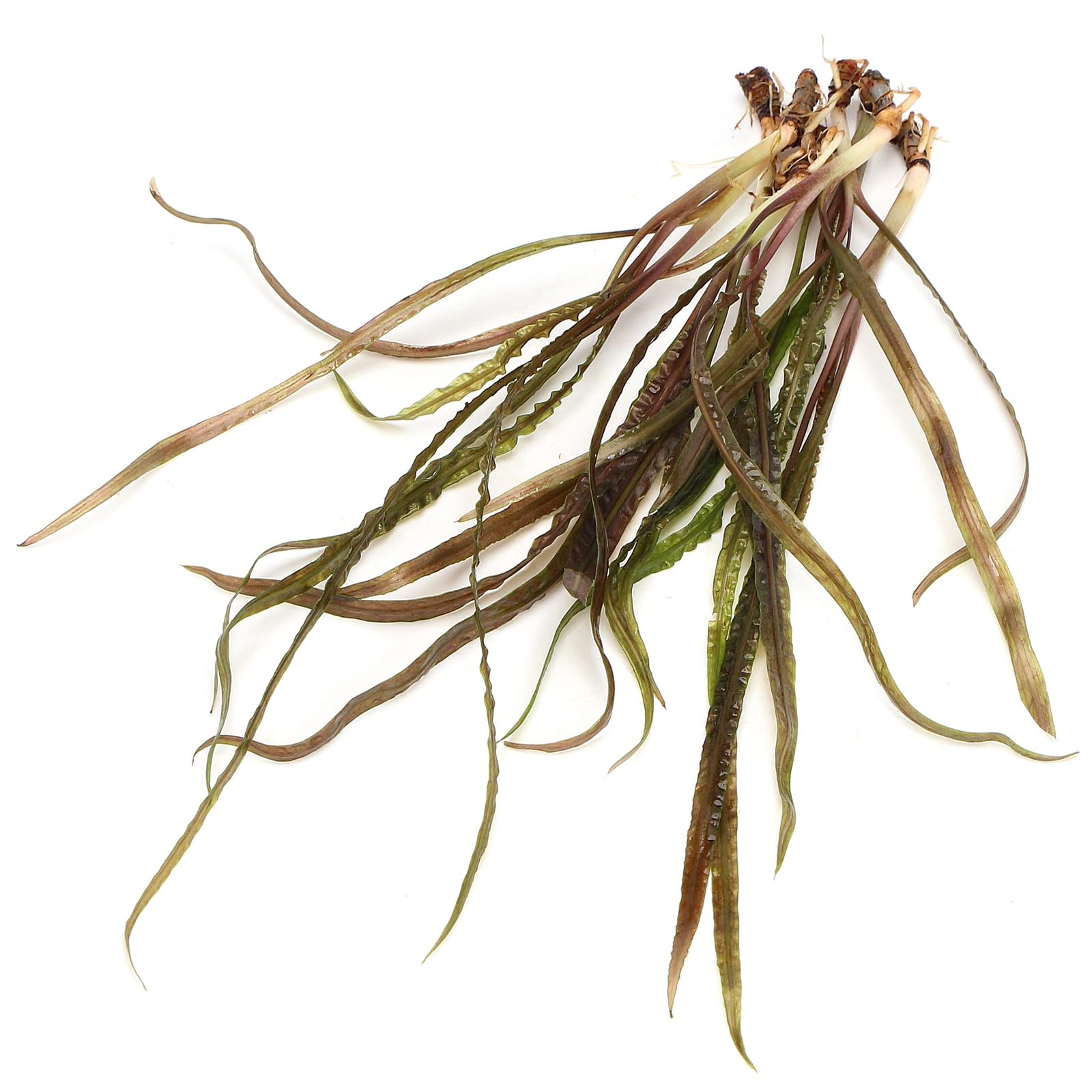 K2AQUA Cryptocoryne Retrospiralis Live Aquarium Plant Tall Background Plant Easy Care Fast Growth Low Tech Freshwater Tropical Natural Aquascape Perfect for Planted Tanks and Community Fish