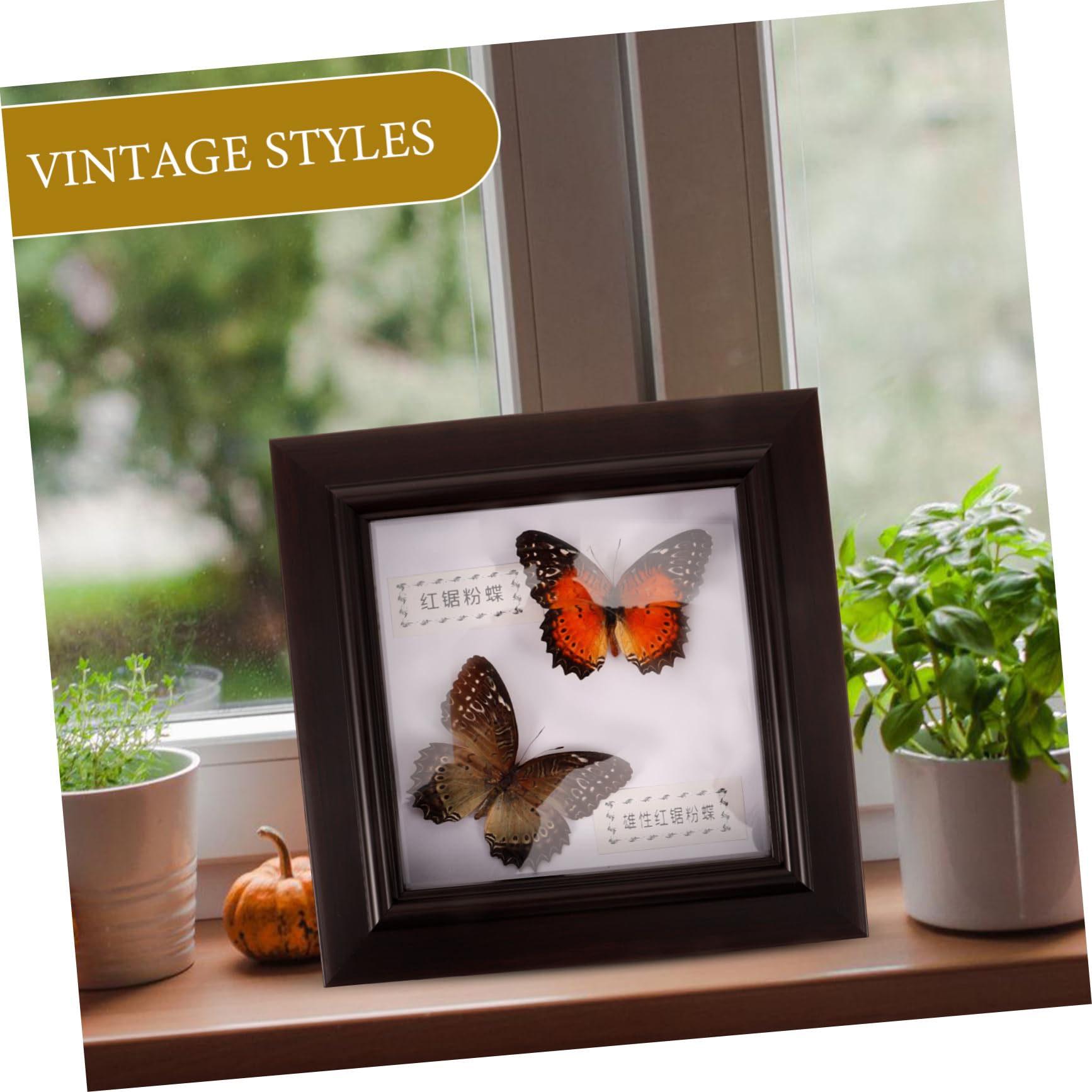 Amazon.co.jp: 蝶のフォトフレーム 蝶の額縁飾り 標本展示枠 蝶々の